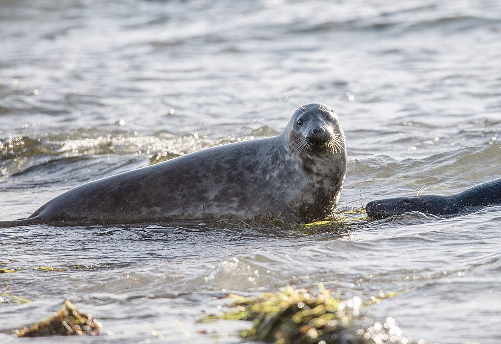 Kegelrobben im Wasser (Måkläppen, Ostsee) — frontale Kopfansicht